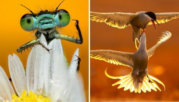 42 Award-Winning Photos From The World Nature Photography Awards 2025