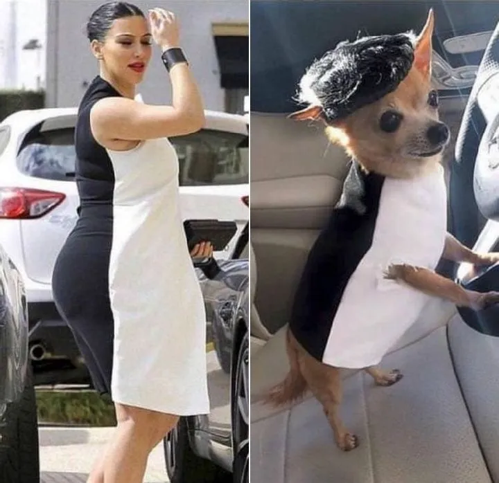 Kim Kardashian vs. puppy
