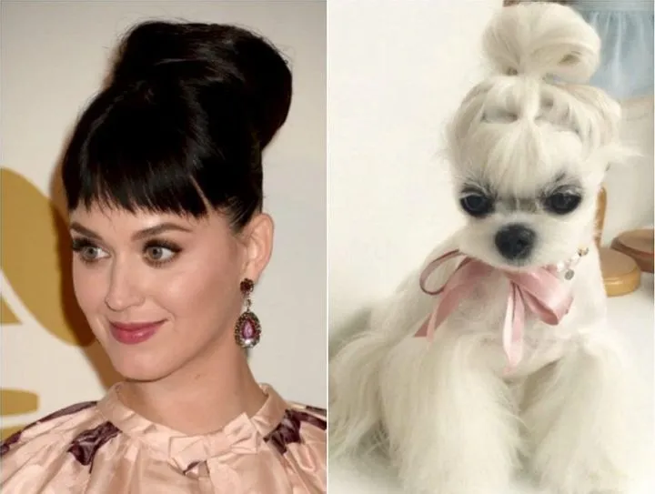 Katy Perry vs. lady dog
