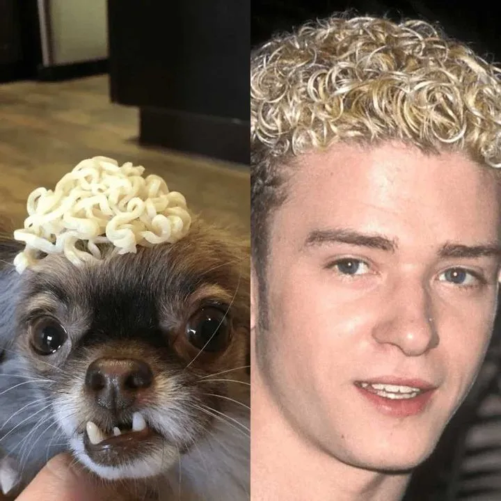 Justin Timberlake vs. noodle dog