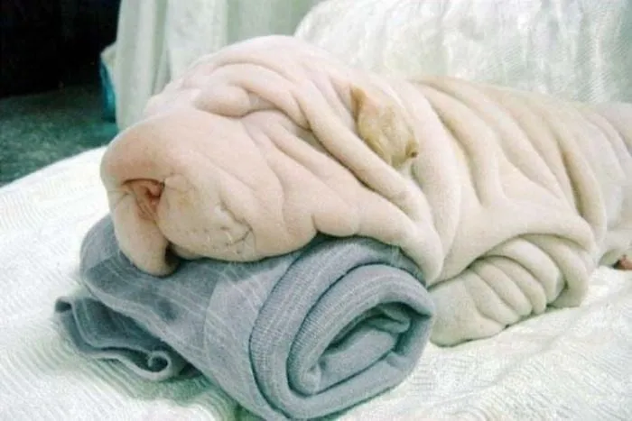Adorable dog vs. towel
