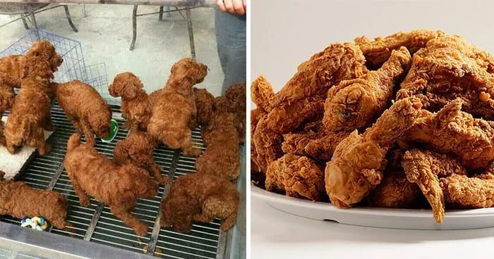 Puppies vs. fried chicken